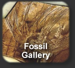 To Beneath the Calamites Tree - a fossil gallery by Prem Subrahmanyam