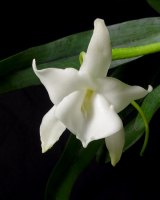 Angraecum magdalenae