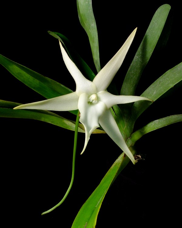 Angraecum tea of bourbon