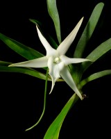 Angraecum sesquipedale