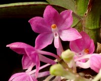 Ascocentrum ampullaceum