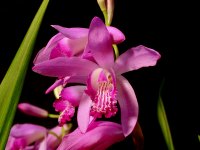 Bletilla striata (hyacinthina)