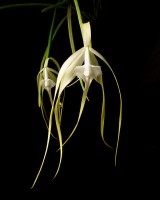 Brassavola cucullata