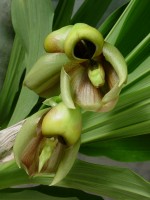 Catasetum integerrimum