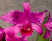 Cattleya Hail Storm (bowringiana x skinner)