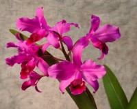 Cattleya Hail Storm (bowringiana x skinner)