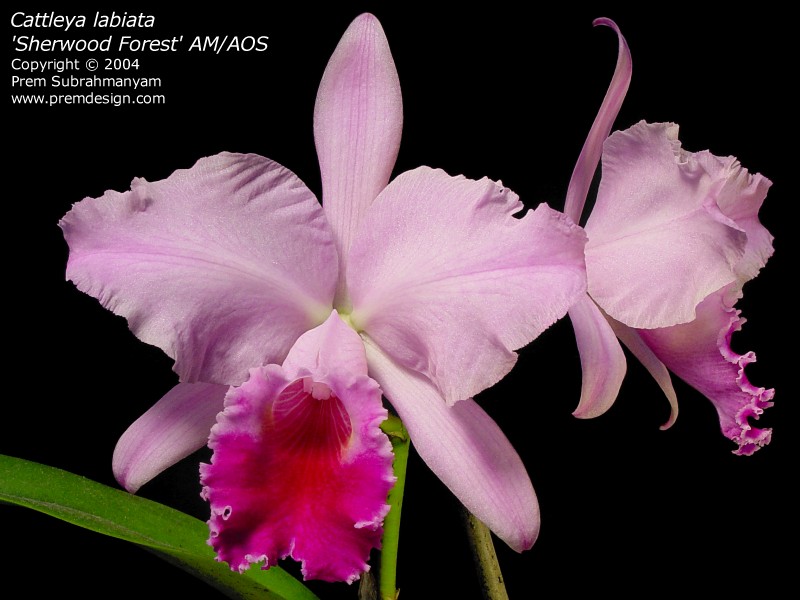 cattleya_labiata.jpg