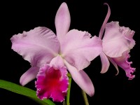 Cattleya labiata 'Sherwood Forest' AM/AOS