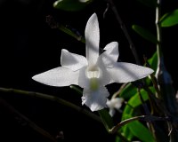 Dendrobium crumenatum