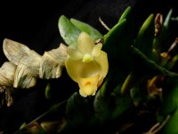 Dendrobium leonis