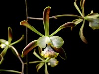 Encyclia alata (backlit shot)