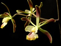 Encyclia alata