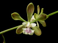 Encyclia belizensis (syn. Encyclia guatemalensis)