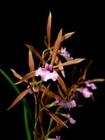 Encyclia bractescens