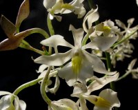 Epidendrum bracteolatum (collare)