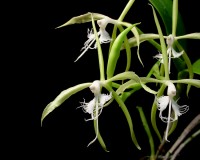 Epidendrum ciliare (photo 01)