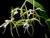 Epidendrum ciliare (photo 02)
