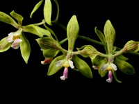 epidendrum flossies greenfly