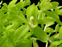 Grammatophyllum scriptum v. citrinum