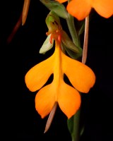 Habenaria rhodocheila