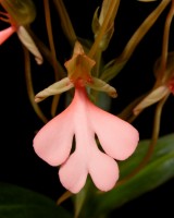 Habenaria rhodocheila (pink form)