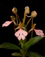 Habenaria rhodocheila (pink form)