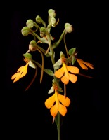 Habenaria rhodocheila