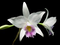 Laelia anceps