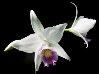 Laelia anceps