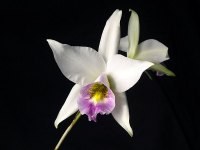 Laelia anceps v. veitchiana