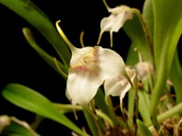 Masdevallia floribunda