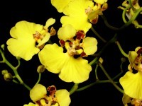 Oncidium ampliatum aka the "turtle shell orchid"