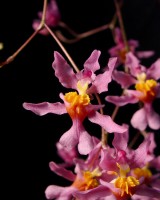 Oncidium ornithorhynchum