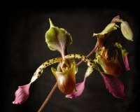 Paphiopedilum lowii