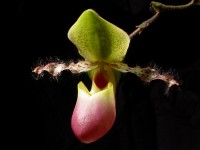 Paphiopedilum moquettianum