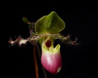 Paphiopedilum moquettianum