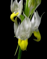 Pecteilis sagarikii (closeup)