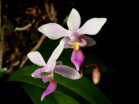 Phalaenopsis equestris v. ilocos