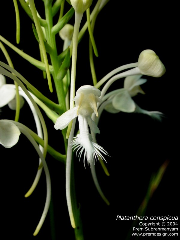 Platanthera blephariglottis v. conspicua
