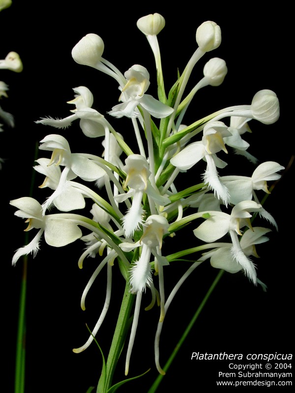 Platanthera blephariglottis v. conspicua