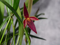 Pleurothallis allenii