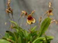 Pleurothallis brighamii