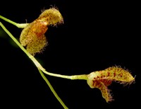 Pleurothallis hirsuta