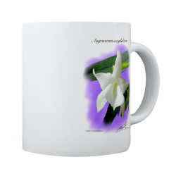 Angraecum magdalenae