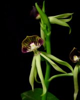 Prosthechea (Encyclia) cochleata