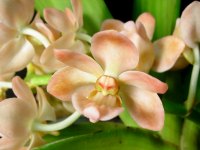 Rhynchostylis gigantea 'Prem's Peach'