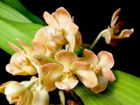 Rhynchostylis gigantea 'Prem's Peach'