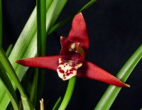 Maxillaria tenuifolia