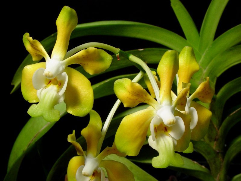 http://www.premdesign.com/orchidpics/vanda_denisoniana.jpg