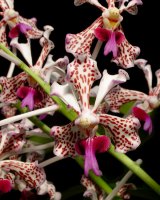 Vanda tricolor